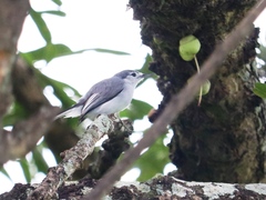 Polioptila albiloris