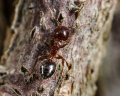 Crematogaster ashmeadi