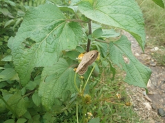 Papilionoidea