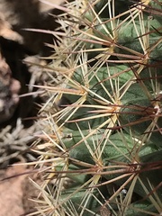 Mammillaria heyderi