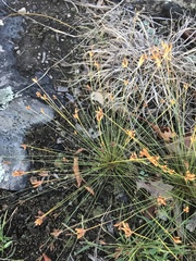 Bulbostylis capillaris