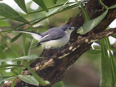 Polioptila albiloris
