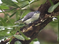 Polioptila albiloris
