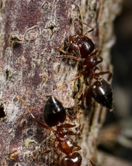 Crematogaster ashmeadi