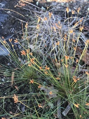 Bulbostylis capillaris