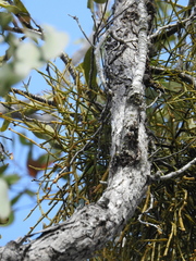 Viscum articulatum