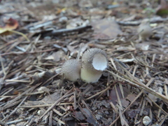 Lycoperdon echinatum