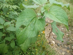 Papilionoidea