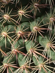 Mammillaria heyderi