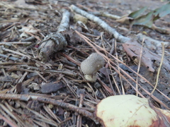 Lycoperdon echinatum