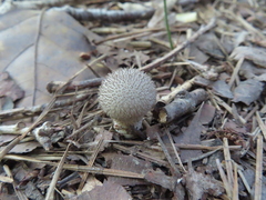 Lycoperdon echinatum