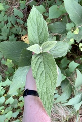 Viburnum