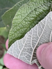 Viburnum