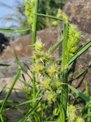 Cenchrus tribuloides