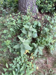 Viburnum