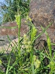 Cenchrus tribuloides