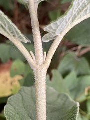 Viburnum