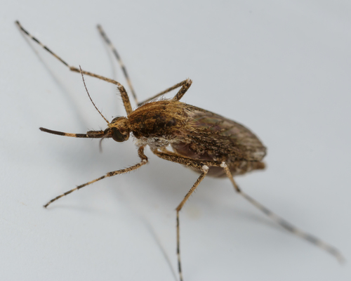 Eastern Saltmarsh Mosquito photo 5