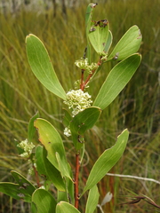 Hakea florulenta