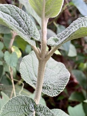 Viburnum
