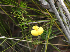 Gompholobium pinnatum