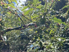 Rosa transmorrisonensis