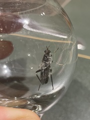Exaireta spinigera