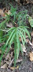 Pteris cretica