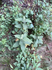 Viburnum