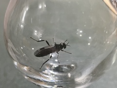 Exaireta spinigera