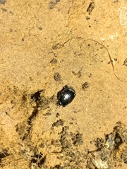 Histeridae
