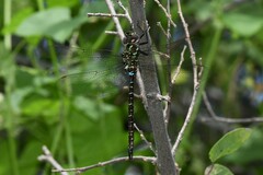 Rhionaeschna psilus