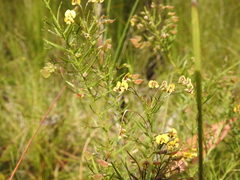 Daviesia umbellulata