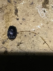 Histeridae