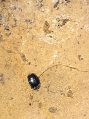 Histeridae