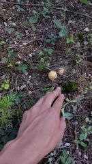 Amanita muscaria flavivolvata