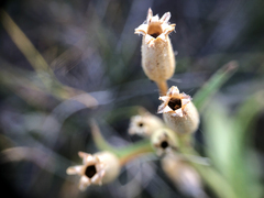 Silene drummondii