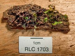 Ascocoryne trichophora