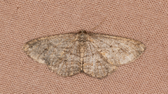 Zermizinga sinuata