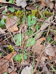 Corybas