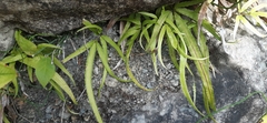 Pteris cretica