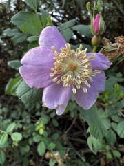 Rosa californica