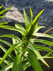 Proserpinaca palustris