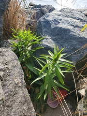 Proserpinaca palustris