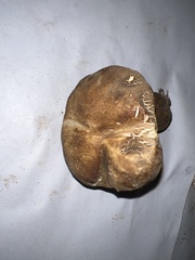Gyroporus castaneus