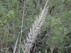 Muhlenbergia