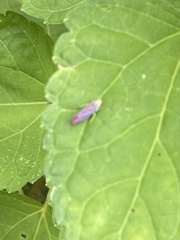 Graphocephala coccinea