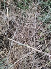 Asparagus officinalis