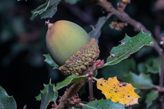 Quercus berberidifolia