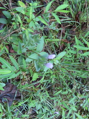 Elephantopus tomentosus